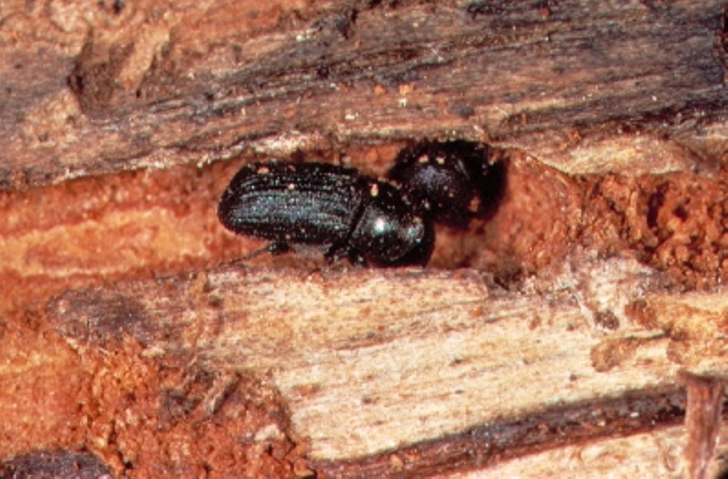 Mountain Pine Beetles in postburn lodgepole pine forests FRI